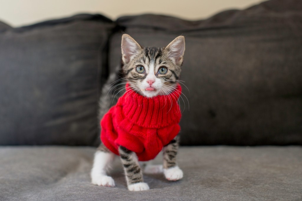 Here's What to Know About Clothes for Cats in the Winter | PawTracks
