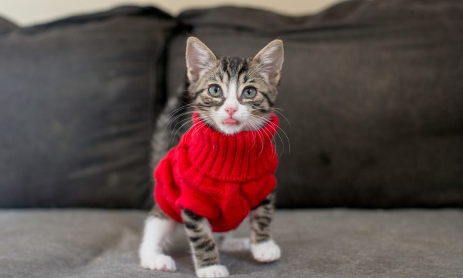 Kitten on a couch wearing a red sweater