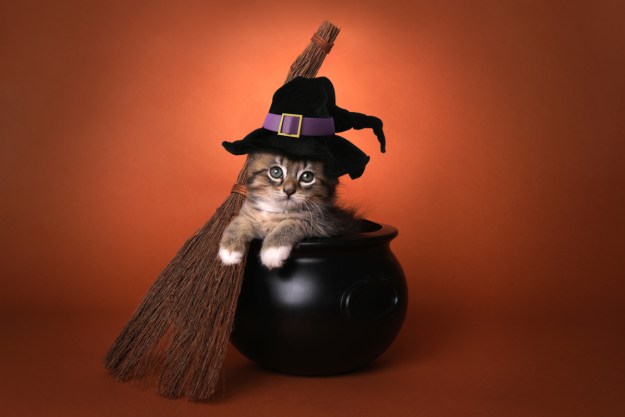A kitten sitting in a cauldron wearing a witch costume