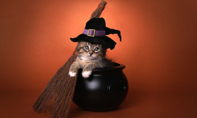 A kitten sitting in a cauldron wearing a witch costume