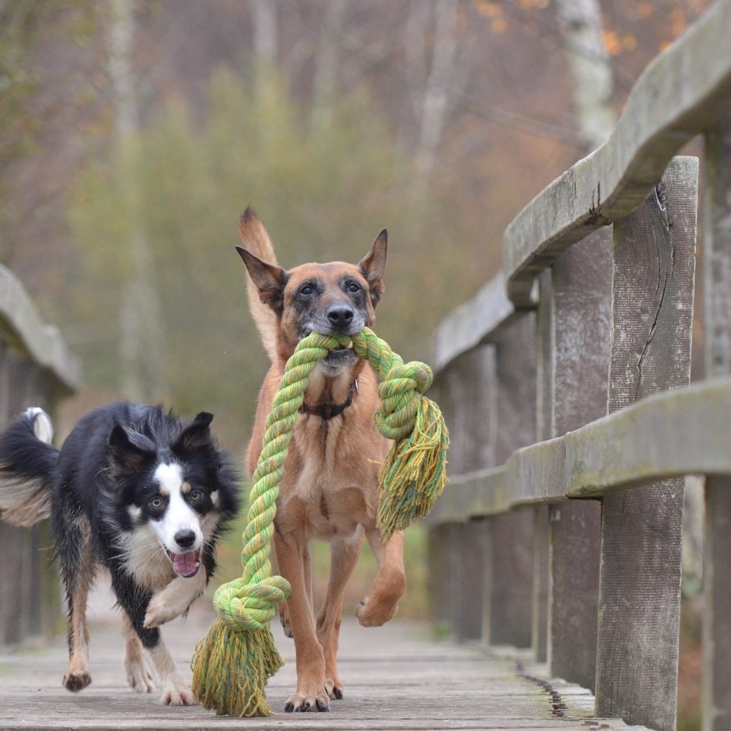 A Malinois and a Border Collie run with a large rope toy