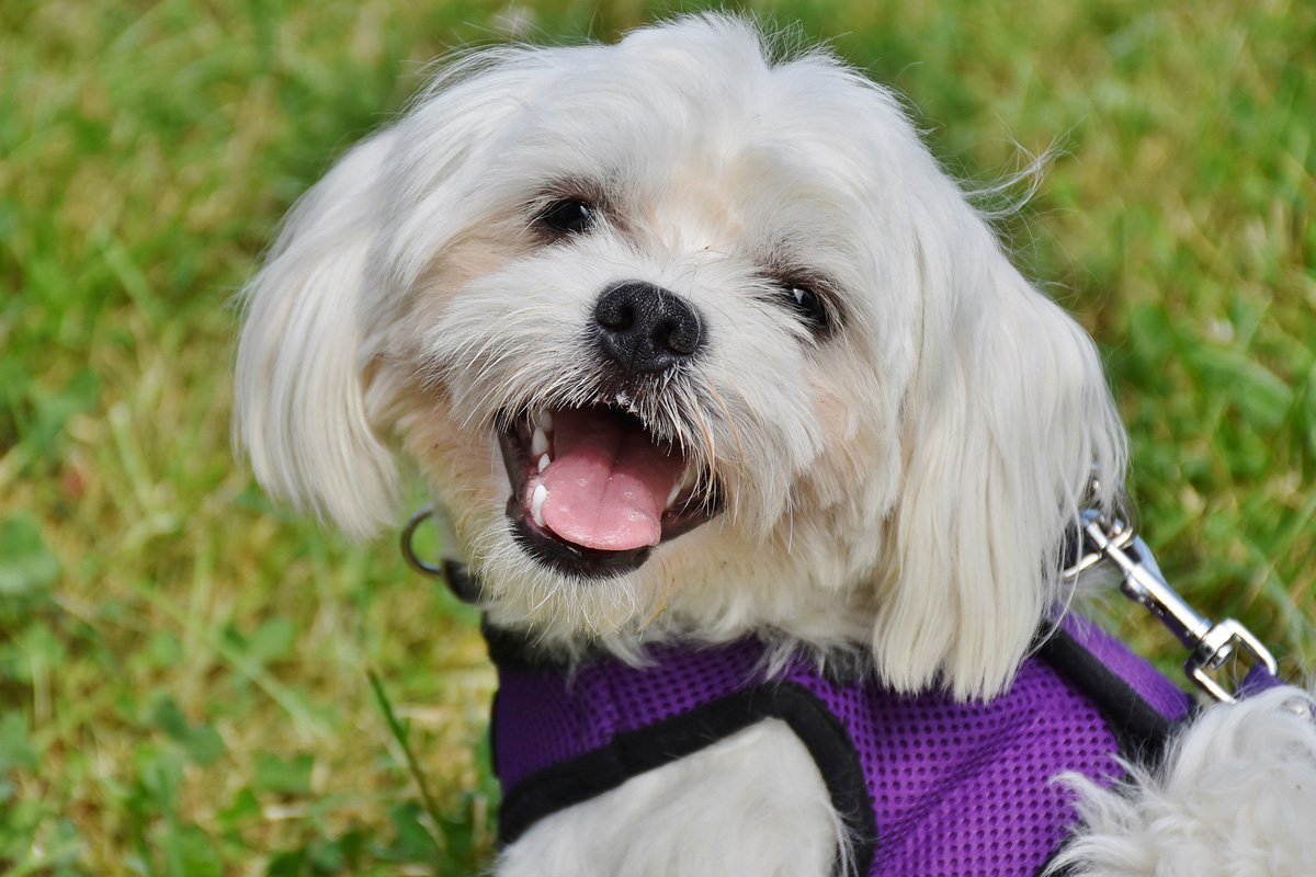 These dog breeds are the easiest to potty train PawTracks