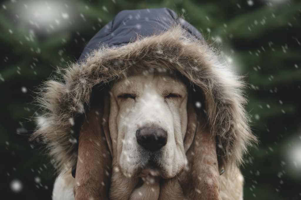An old hound dog wears a winter coat with the hood up