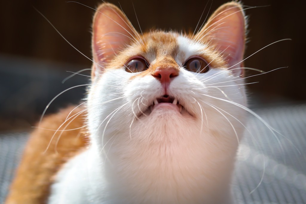 Oranžinė ir balta katė žiūri į viršų ir čiulba