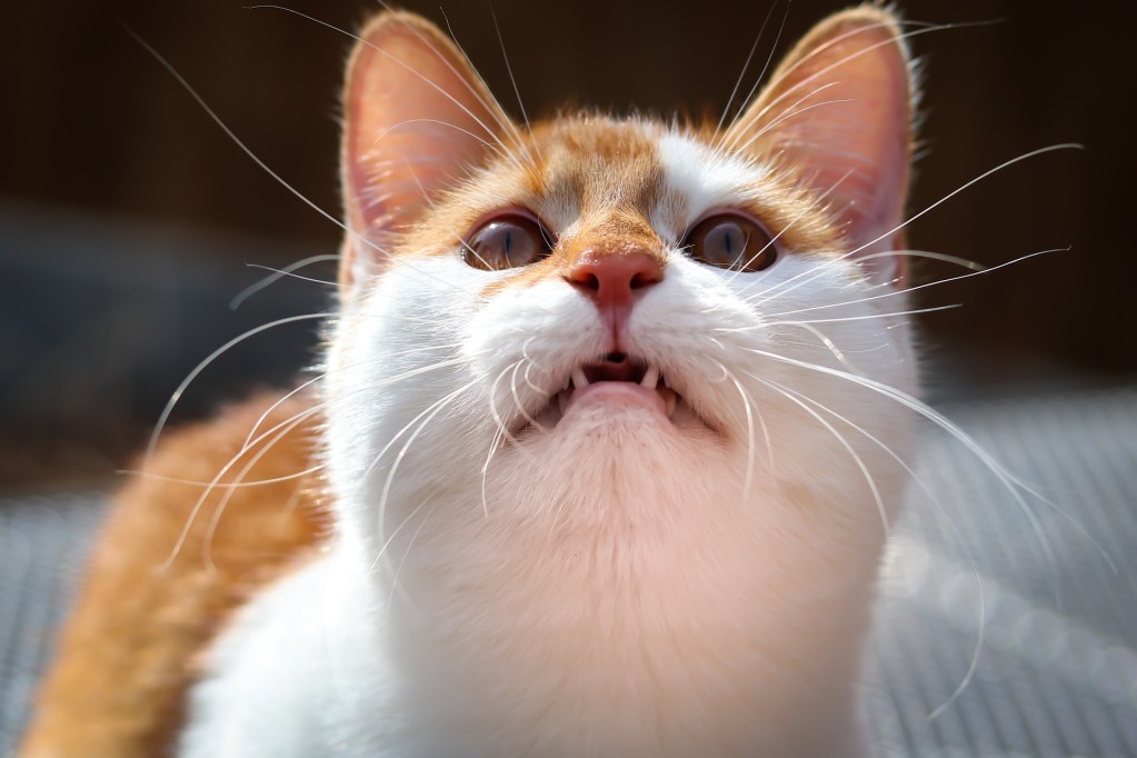 Orange and white cat looking up and chirping