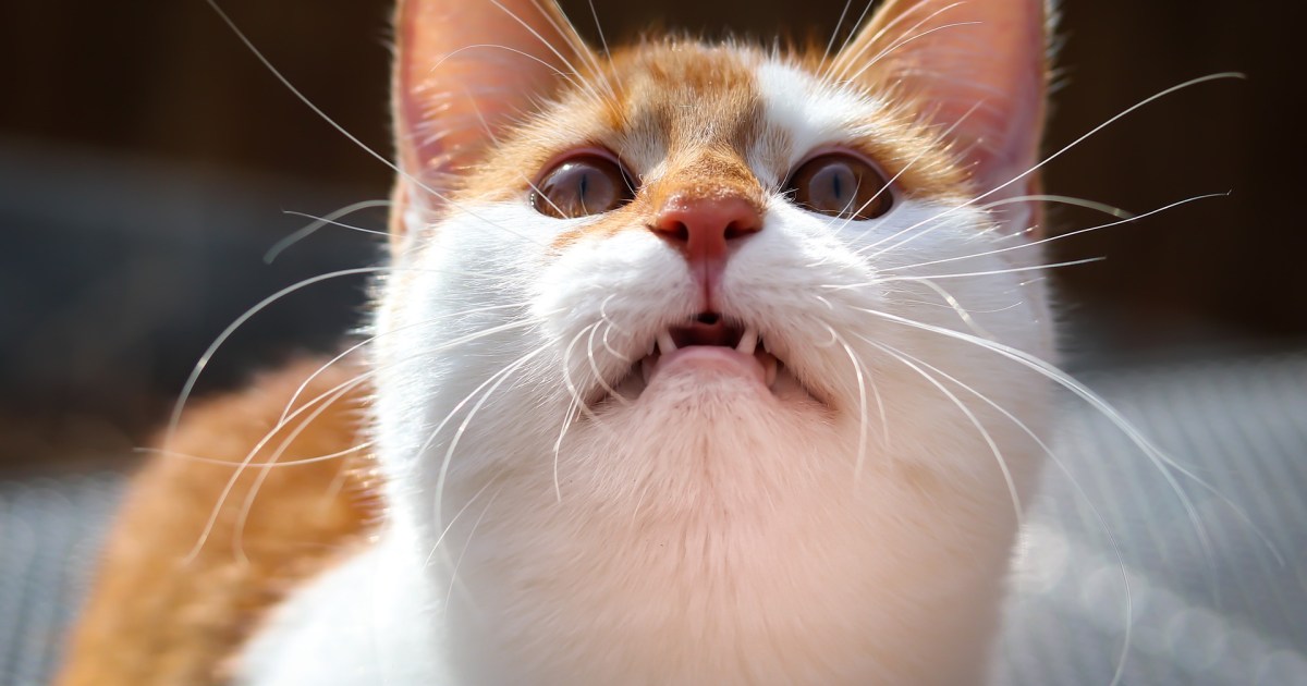 What Is Cat Chattering & Why Do They Do It?