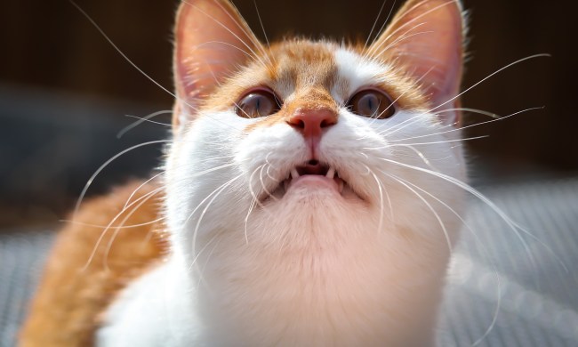 Orange and white cat looking up and chirping