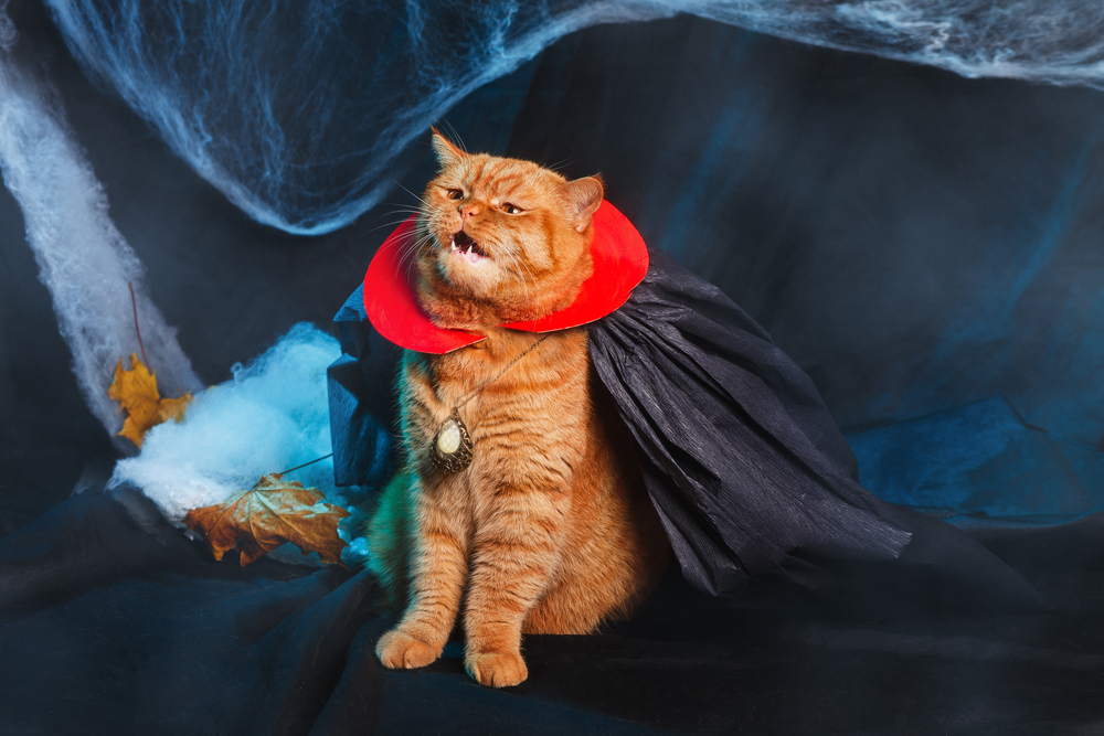 An orange tabby cat dressed as Dracula bares his fangs. He's wearing a pendant, and spider webs surround him.