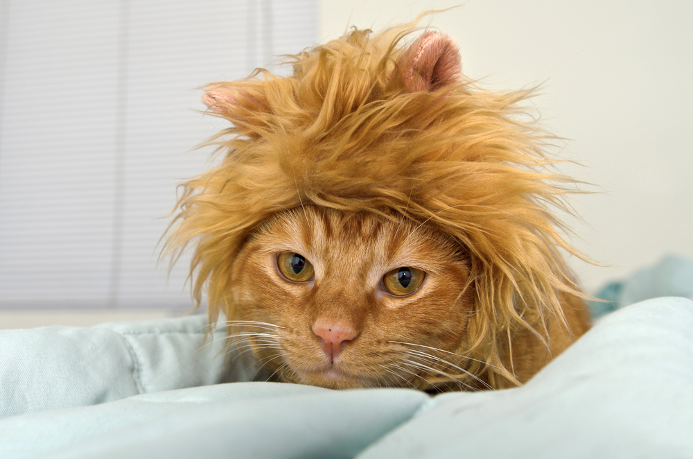 Oranžinė tabby katė guli lovoje su liūto karčių peruku.