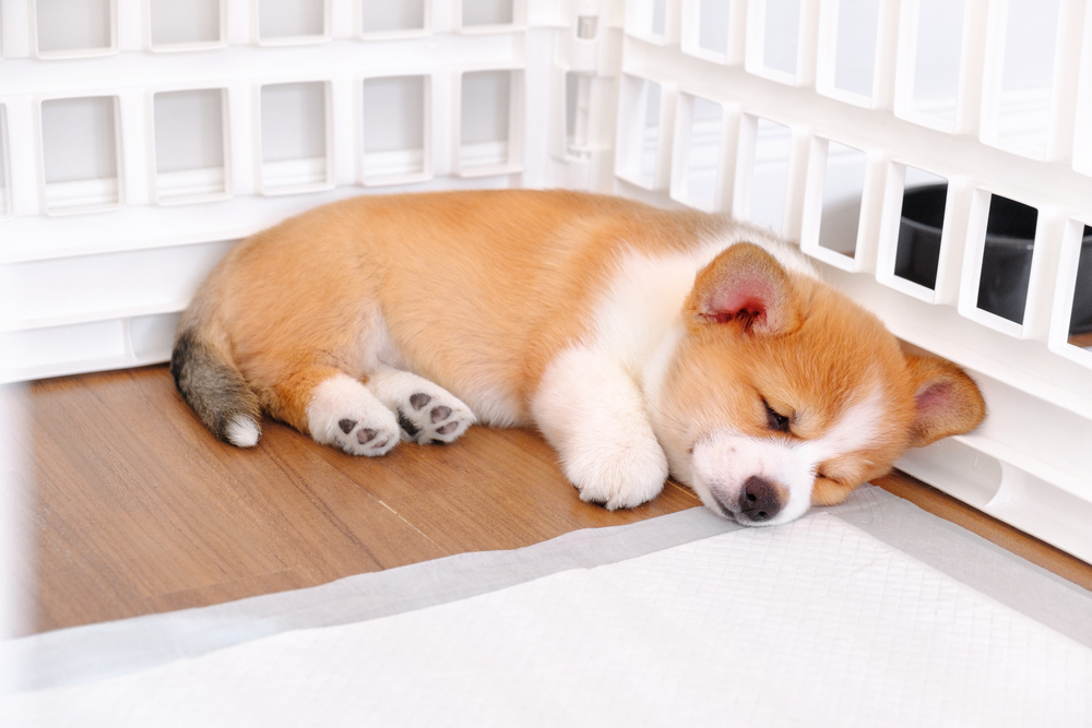 A Pembroke Welsh Corgi puppy naps in a white crate.