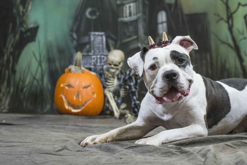 Pitbulis, dėvintis netikrus ragus, pozuoja Helovino fotosesijoje prie žibinto