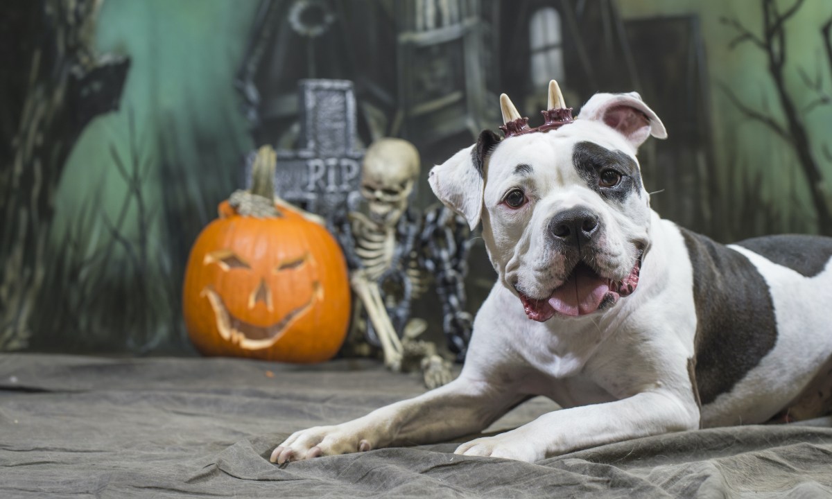A pit bull wearing fake horns poses for a Halloween photoshoot by a jack-o-lantern