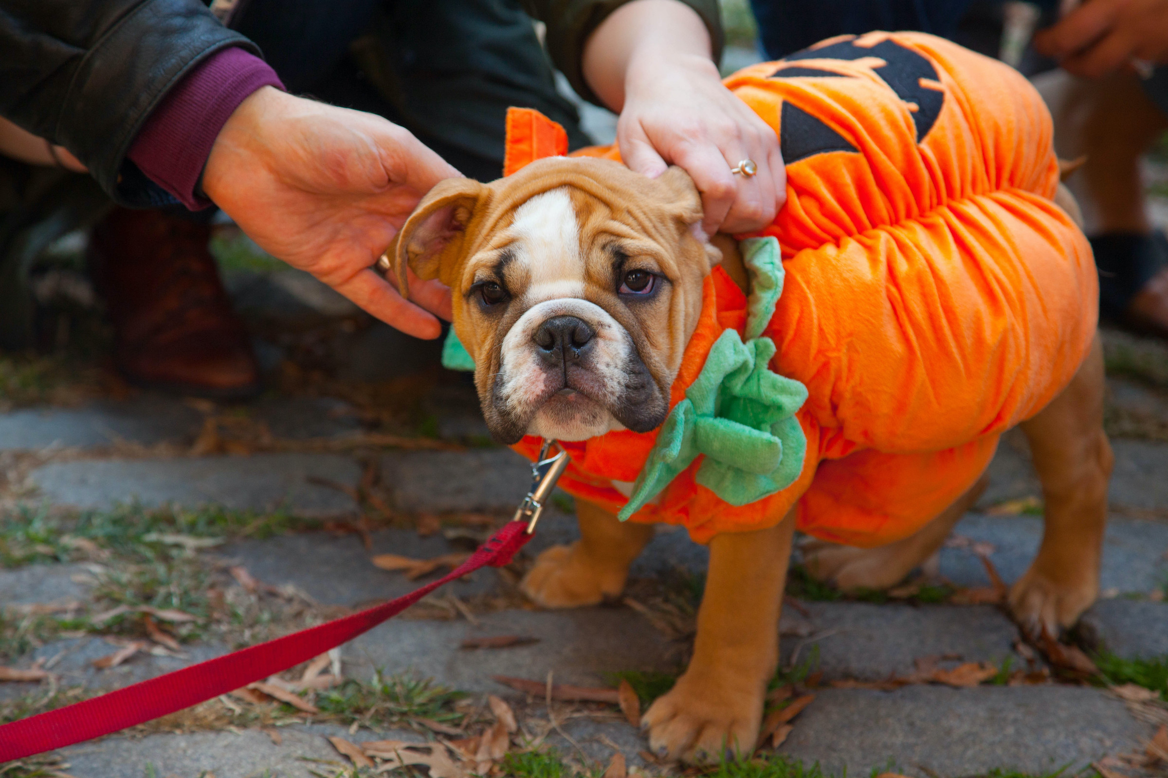 A puppy dressed in a fluffy pumpkin costume