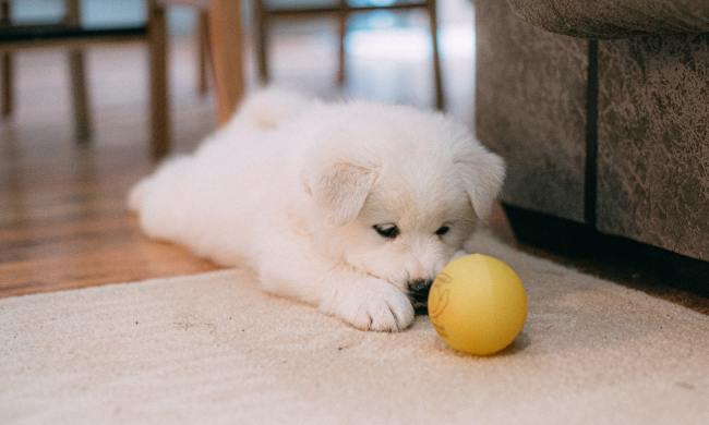 A sad looking white puppy sprawls on a rug with a yellow ball.