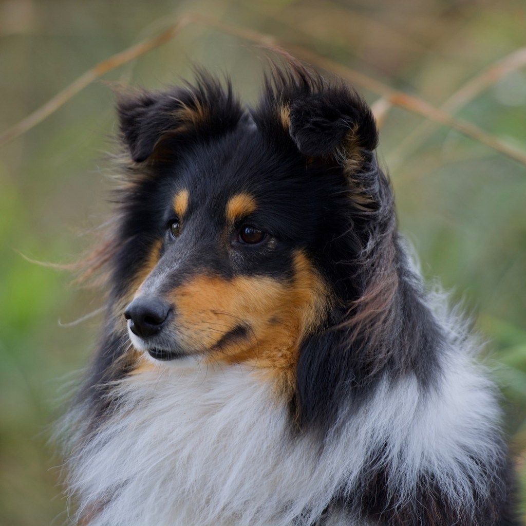 A Shetland Sseepdog sits in a grassy field
