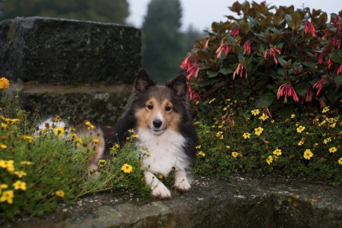 Shetland sheepdog sits in flowers next to a stone wall