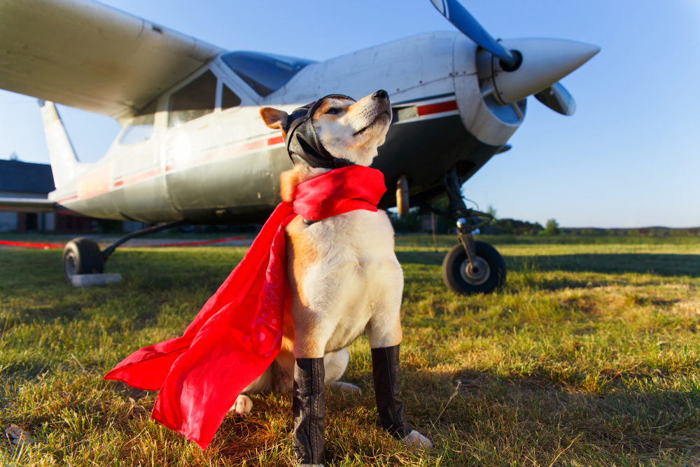 dog in flying ace costume