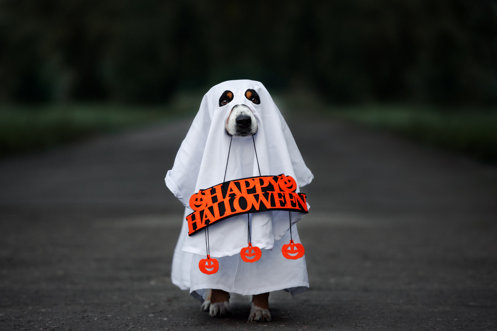 dog ghost happy halloween