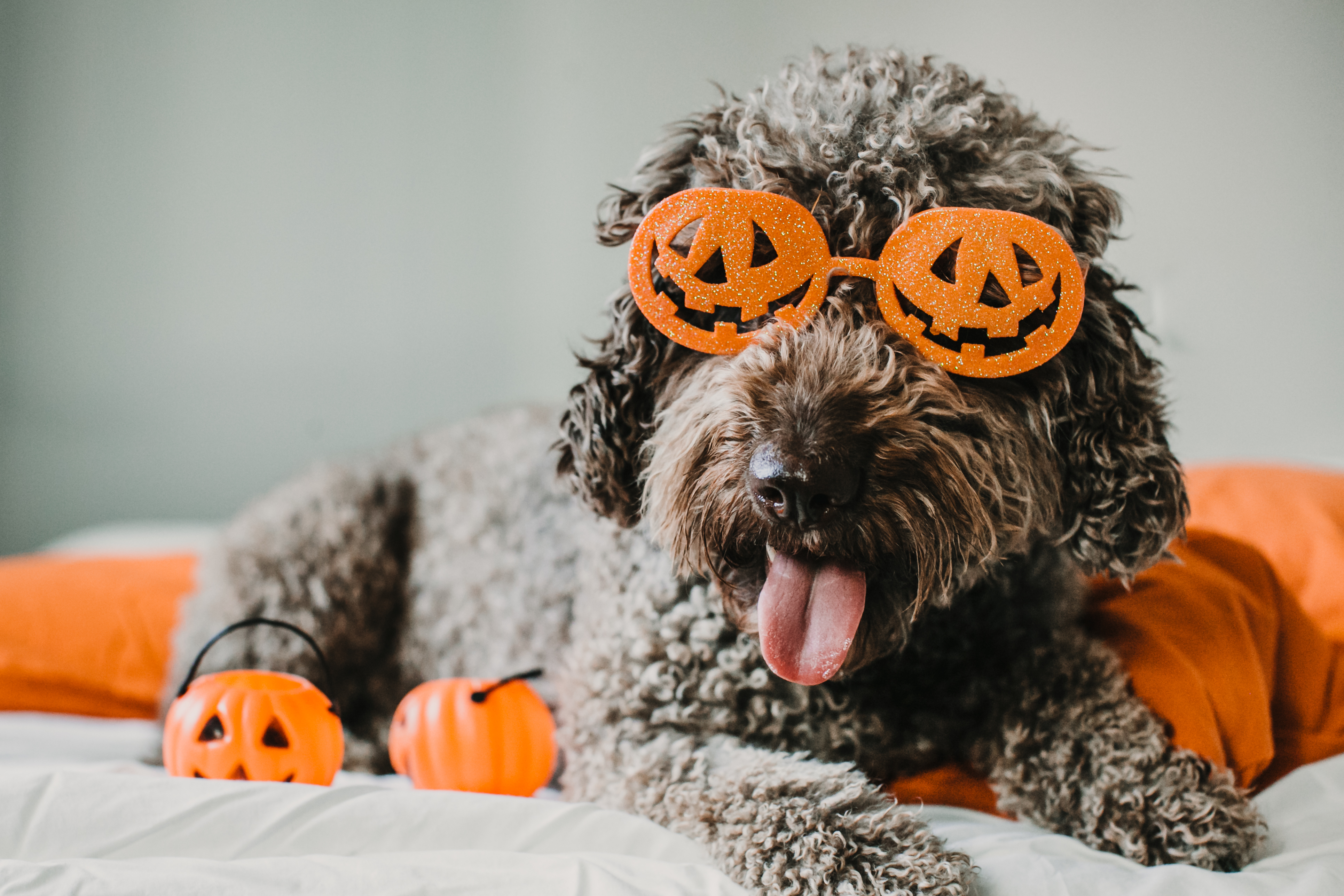 A curly brown Poodle mix wears jack-o-lantern glasses and poses next to some pumpkins