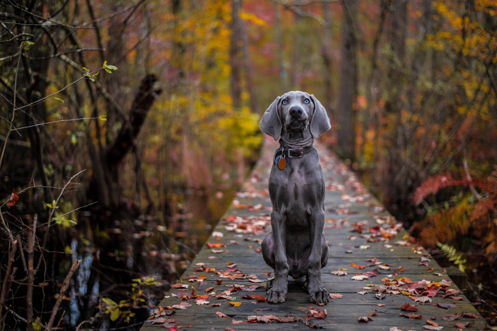 Weinaraner on fall hike