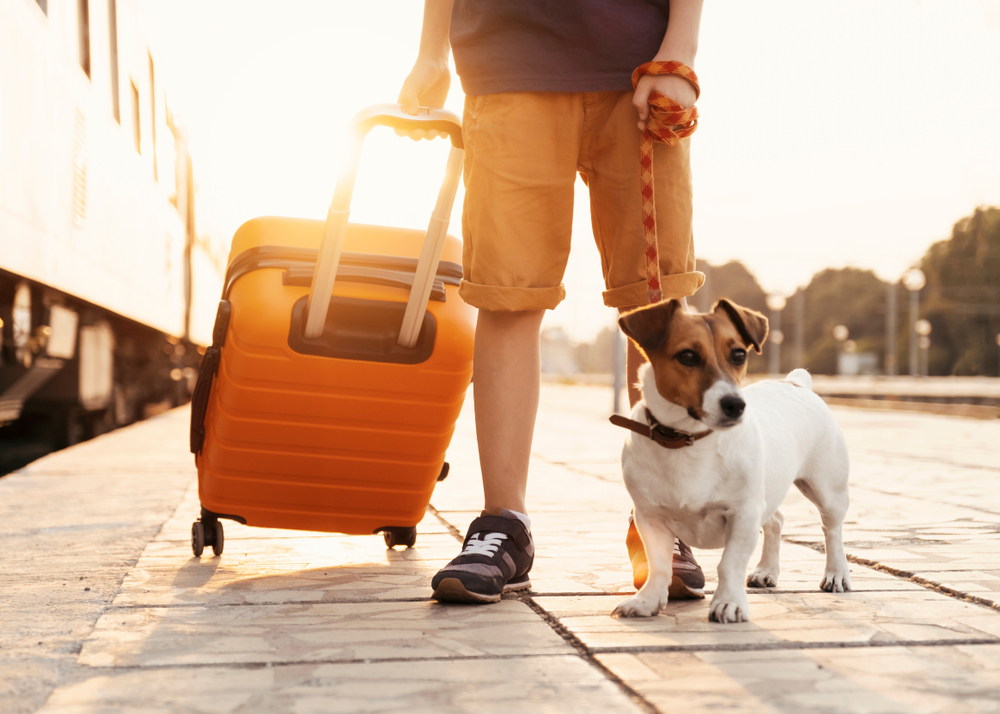 Dog with human and orange suitcase