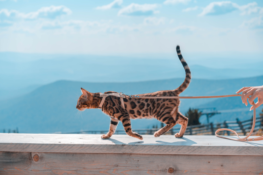 young bengal cat on leash