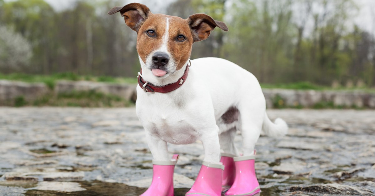 How to size dog boots so they don’t fall off PawTracks