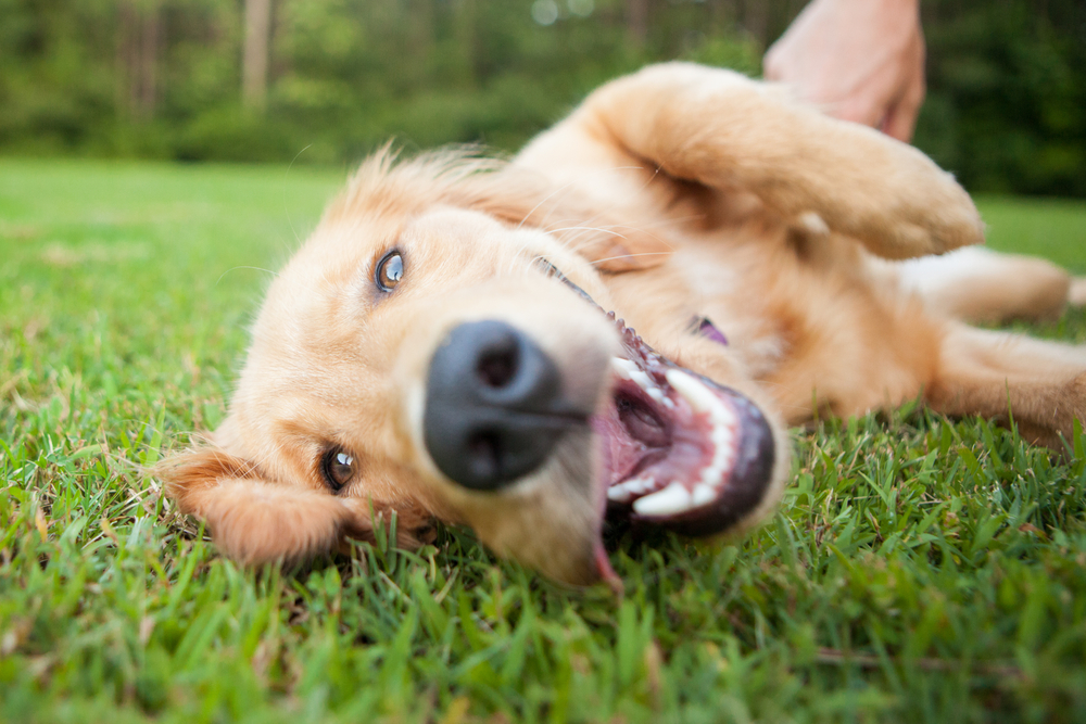 yellow lab lying in green grass