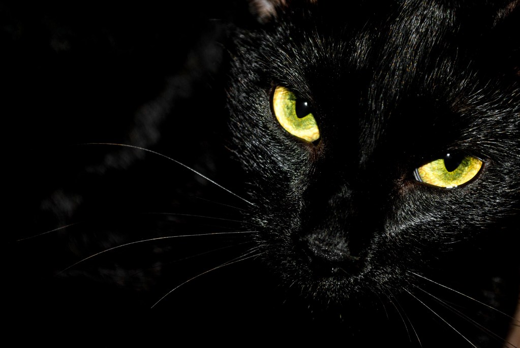 Close up of a black cat face