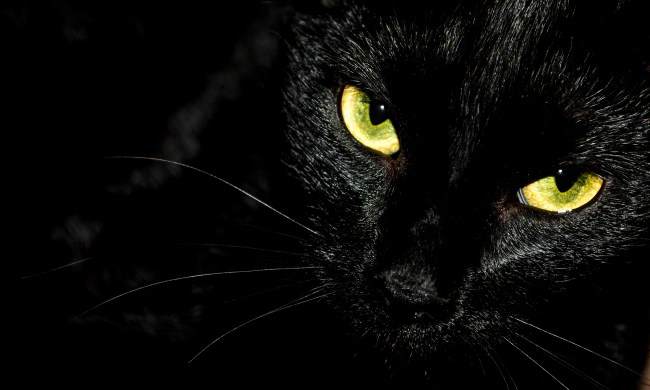 Close-up of a black cat face