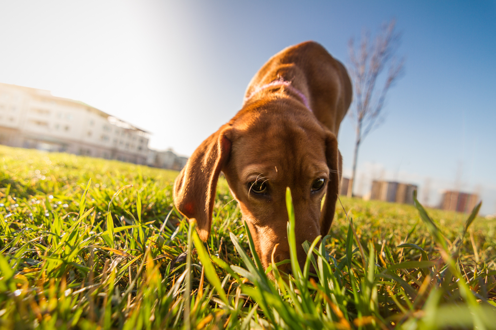 Why the experts say you should let your dog sniff on walks PawTracks