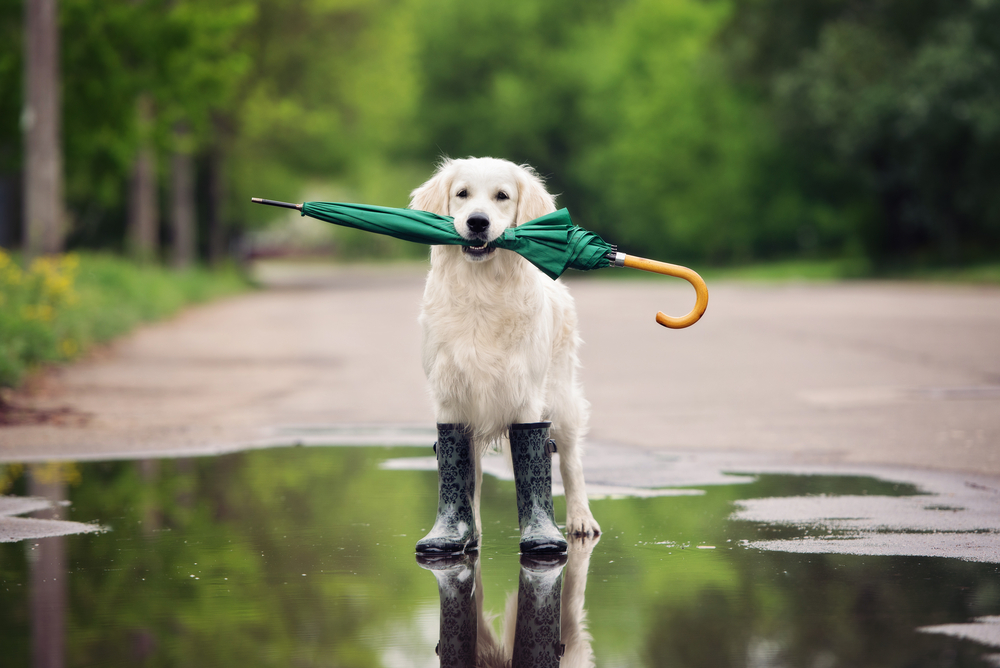 golden retriever green umbrella black boots