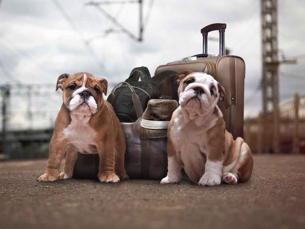 Anglų buldogai ir lagaminai
