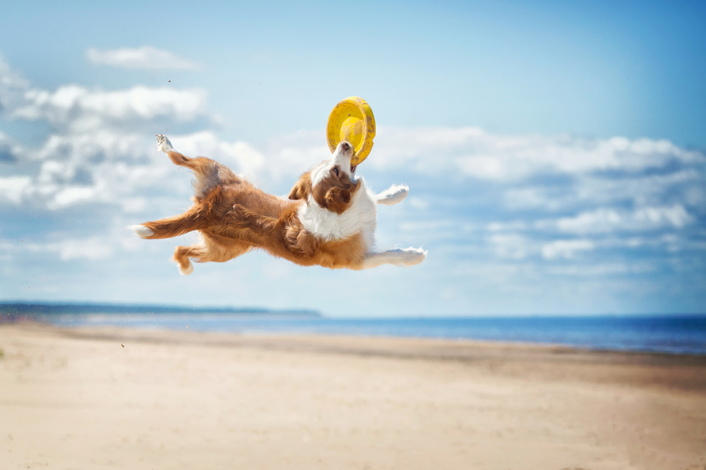 Border collie catching yellow frisbee on beach