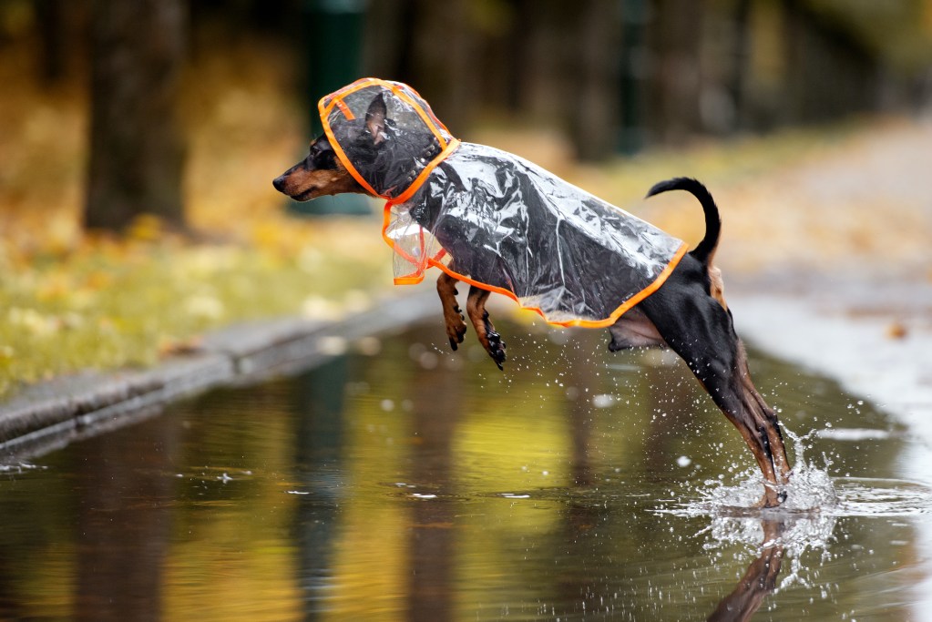 Does Your Pup Need A Dog Rain Jacket? What You Need To Know | PawTracks