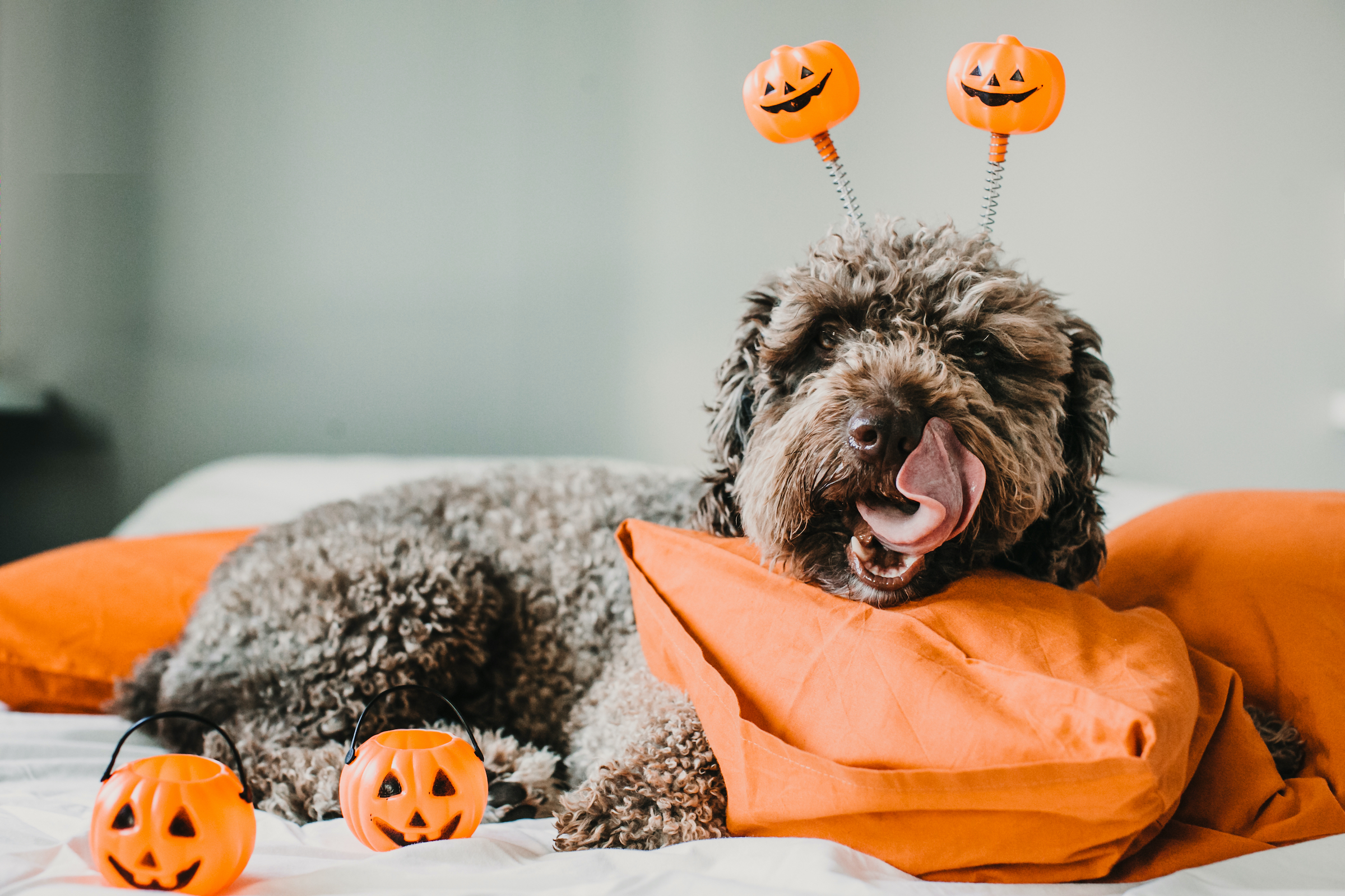 A Spanish water dog wearing a pumpkin headband lies on an orange pillow and licks their lips