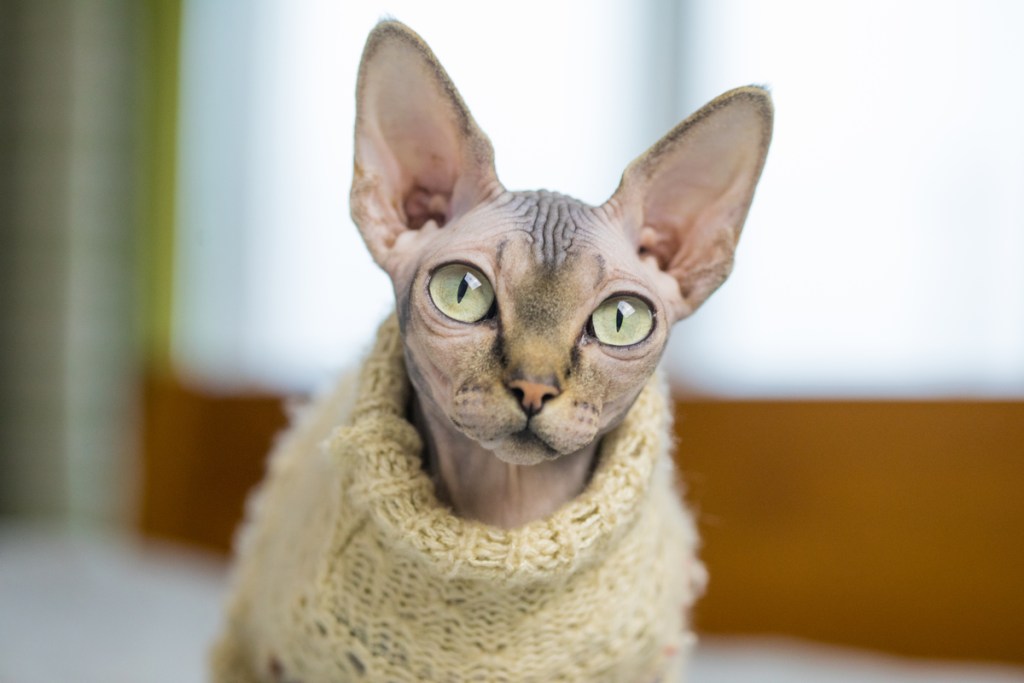 Sphinx wearing a yellow sweater