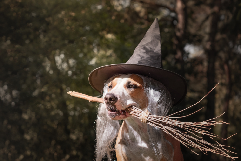 A Staffordshire Terrier wears a witch's hat and a white wig. She's clutching a wooden broom in her mouth.