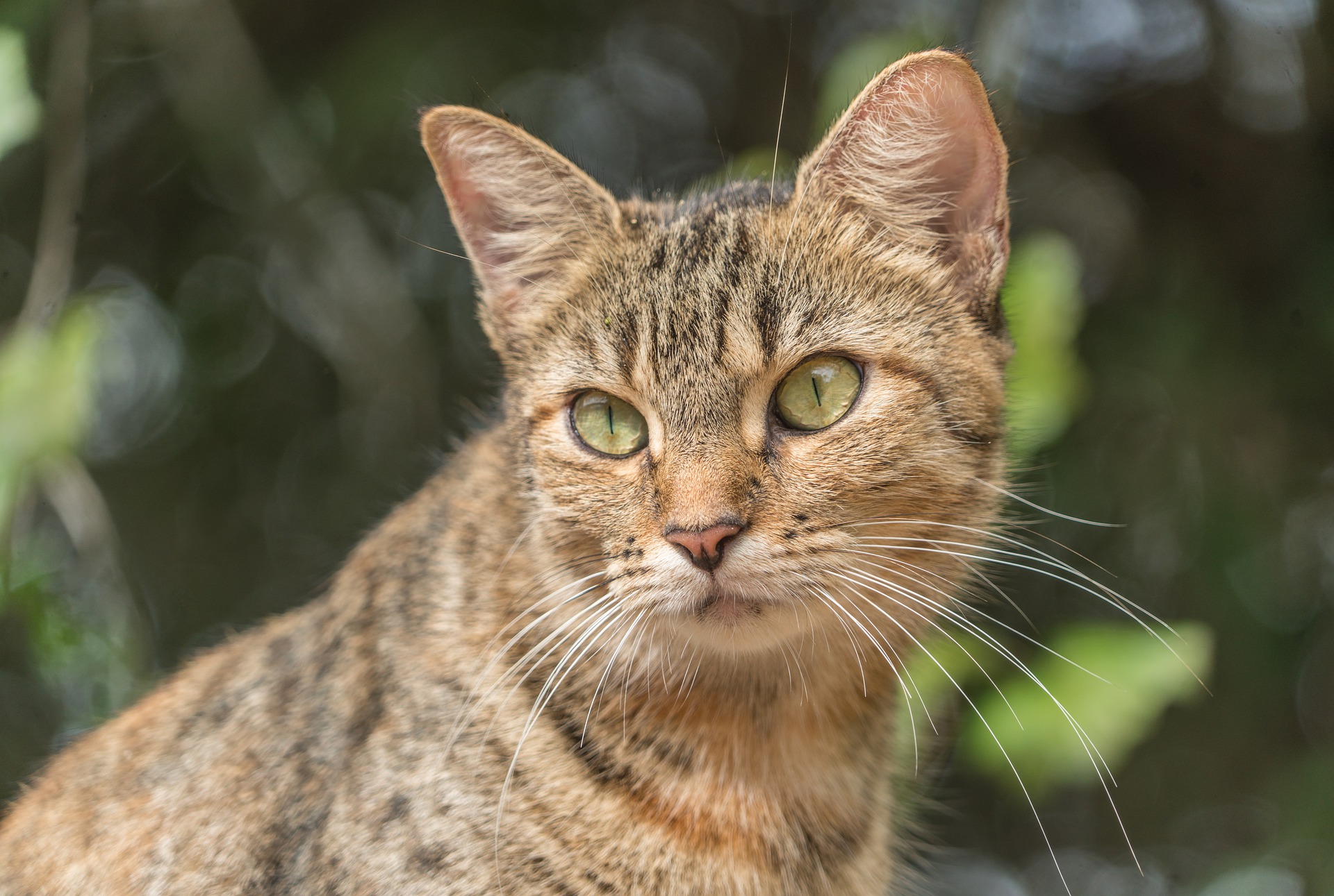 Tiger cat sitting in a yard