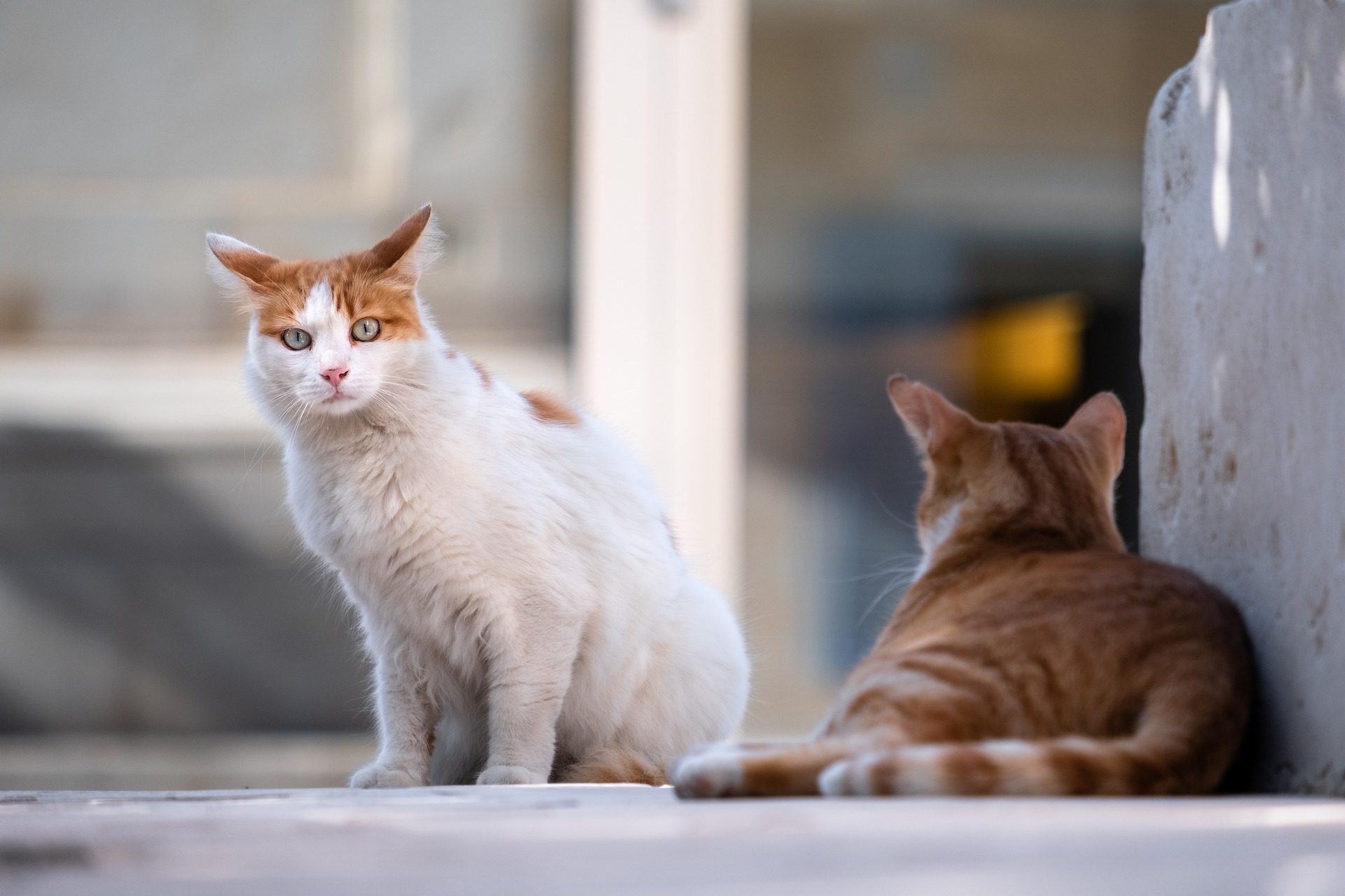 Two feral cats sitting outdoors by a wall