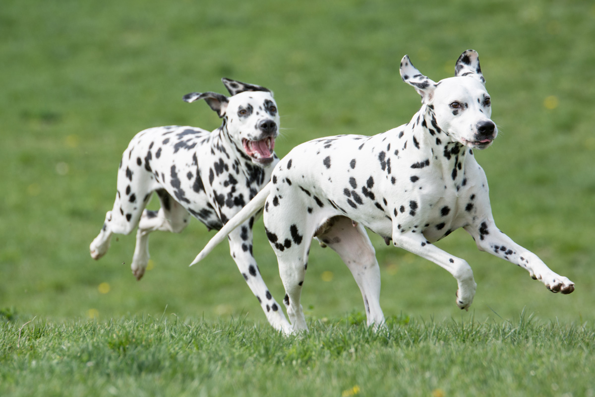do dalmatian puppies have spots