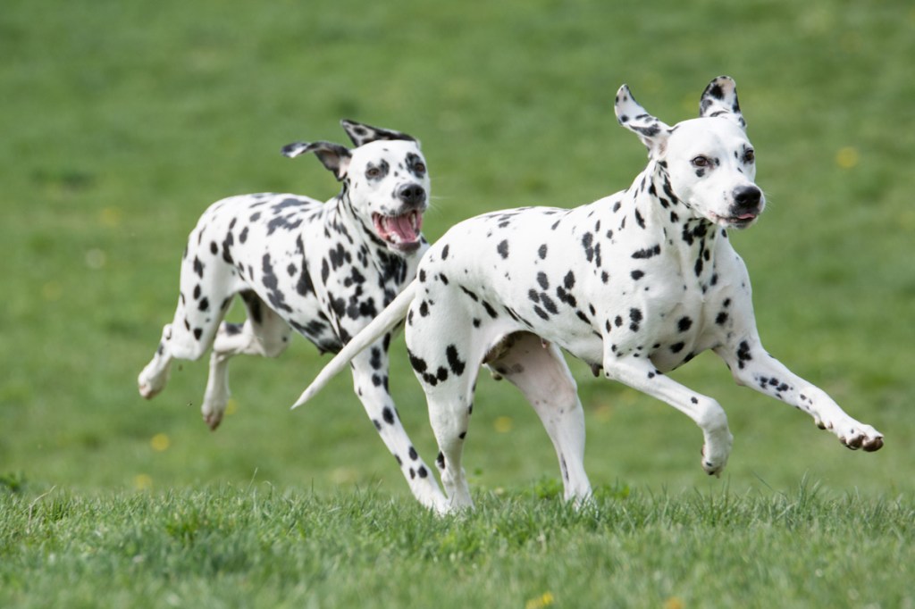 Two Dalmatians running in a field