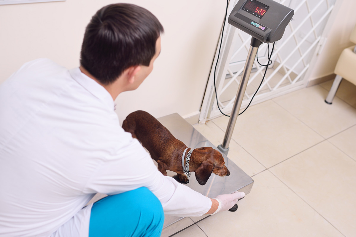 Veterinaras sveriantis šuo ant svarstyklių.