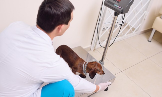 Vet weighing a dog on a scale