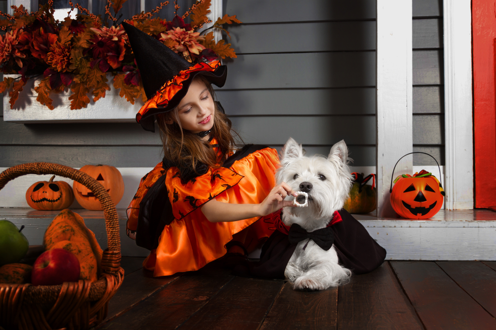 A West Highland White Terrier dressed as a vampire sits beside a little girl dressed as a witch