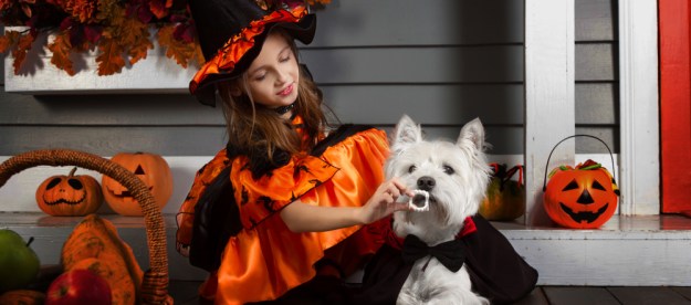 A West Highland White Terrier dressed as a vampire sits beside a little girl dressed as a witch