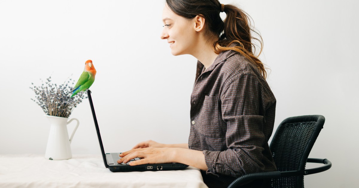 Štai 5 įdomūs faktai apie Lovebirds prieš įsigydami