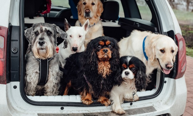 A group of six dogs emerging from the back of a white car.
