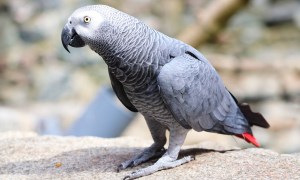 African gray parrot standing on a ledge
