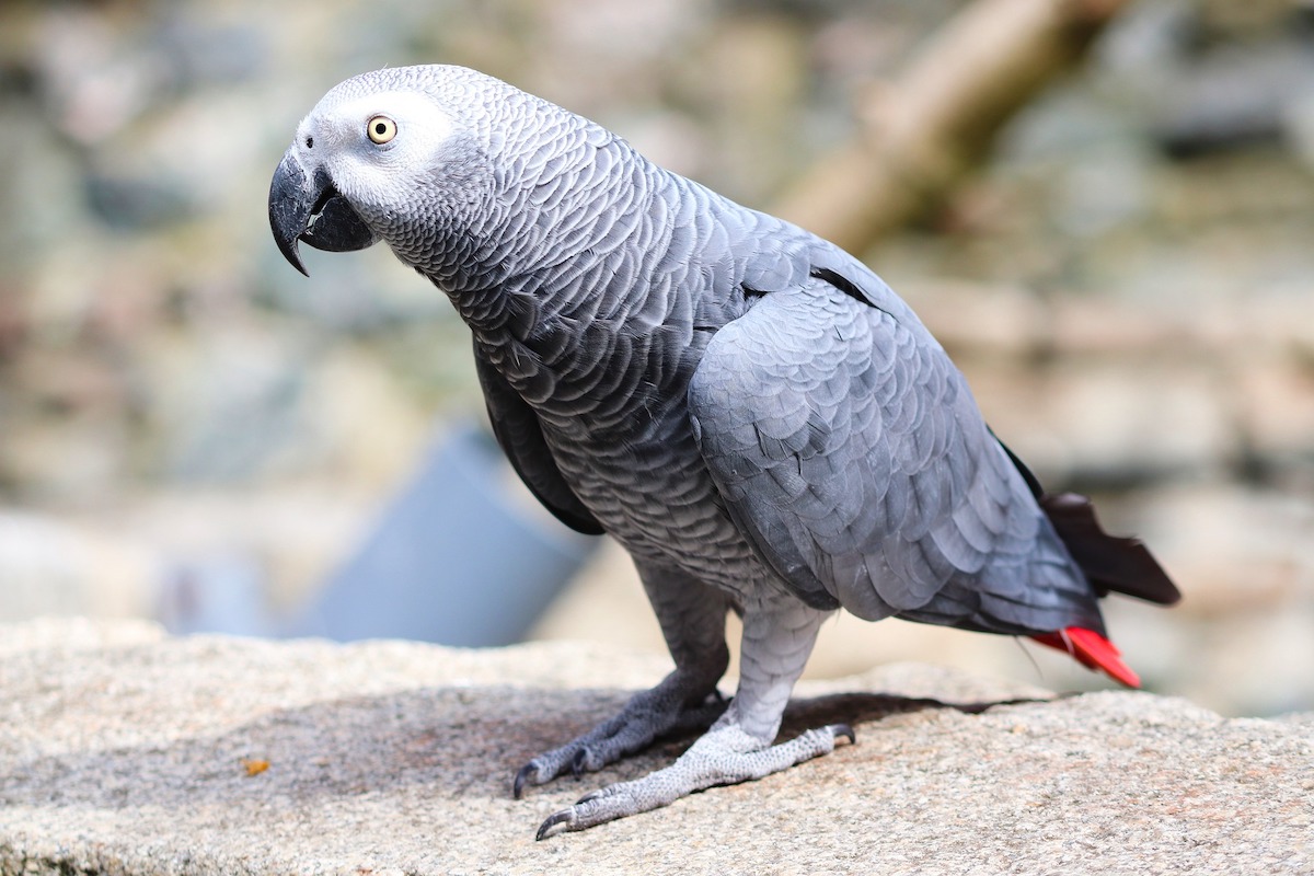 African gray parrot standing on a ledge